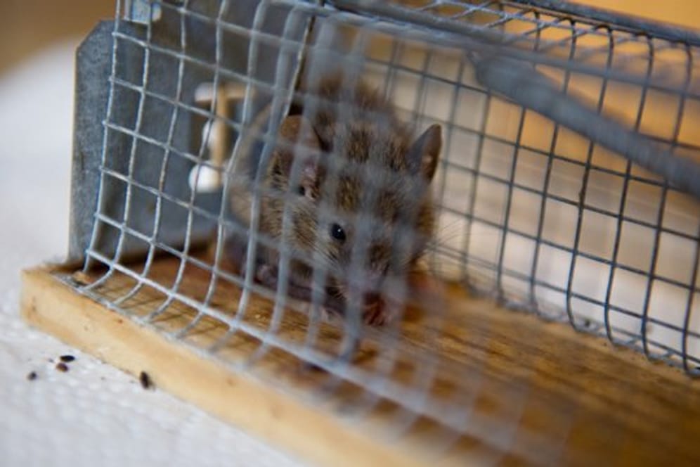 Mit einer Lebendfalle kann man Mäuse im Haus lebendig fangen und dann in der Natur aussetzen.