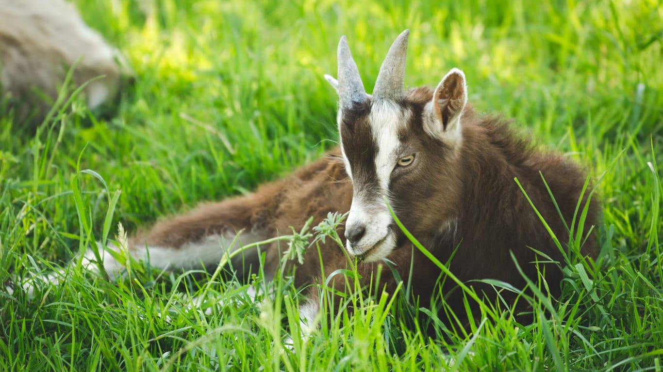 Eine Ziege liegt im Gras: Die gestohlene Ziege wurde in den Tuileriengarten zurückgebracht.