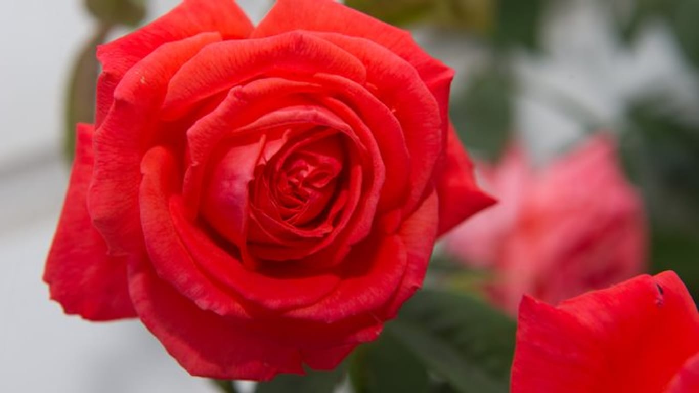 Die Veredelungsstelle der Rose sollte unegefähr acht Zentimeter unter der Erdoberfläche liegen.