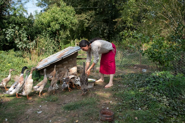 Lina Schimmel füttert auf dem Hof der Familie die chinesischen Laufenten mit Entengrütze.