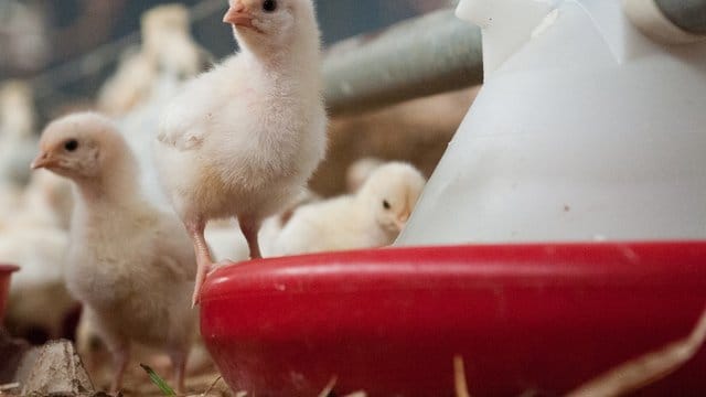 Weibliche Küken werden in einem Stall gefüttert.