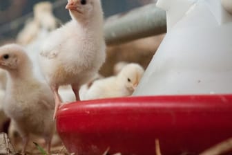 Weibliche Küken werden in einem Stall gefüttert.