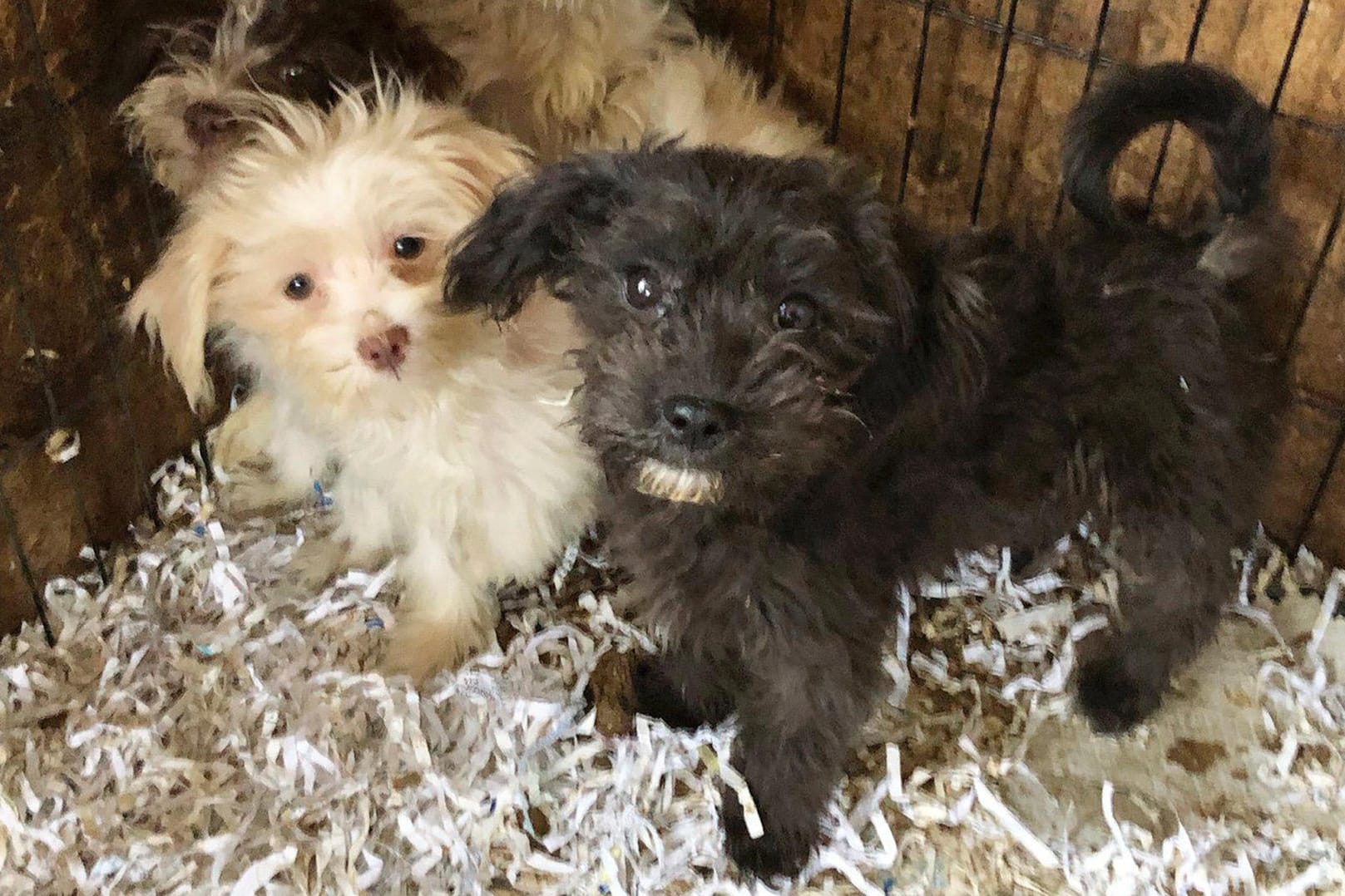 Verwahrloste Hunde: Die US-Polizei machte in einem Wohnhaus einen grausamen Fund.