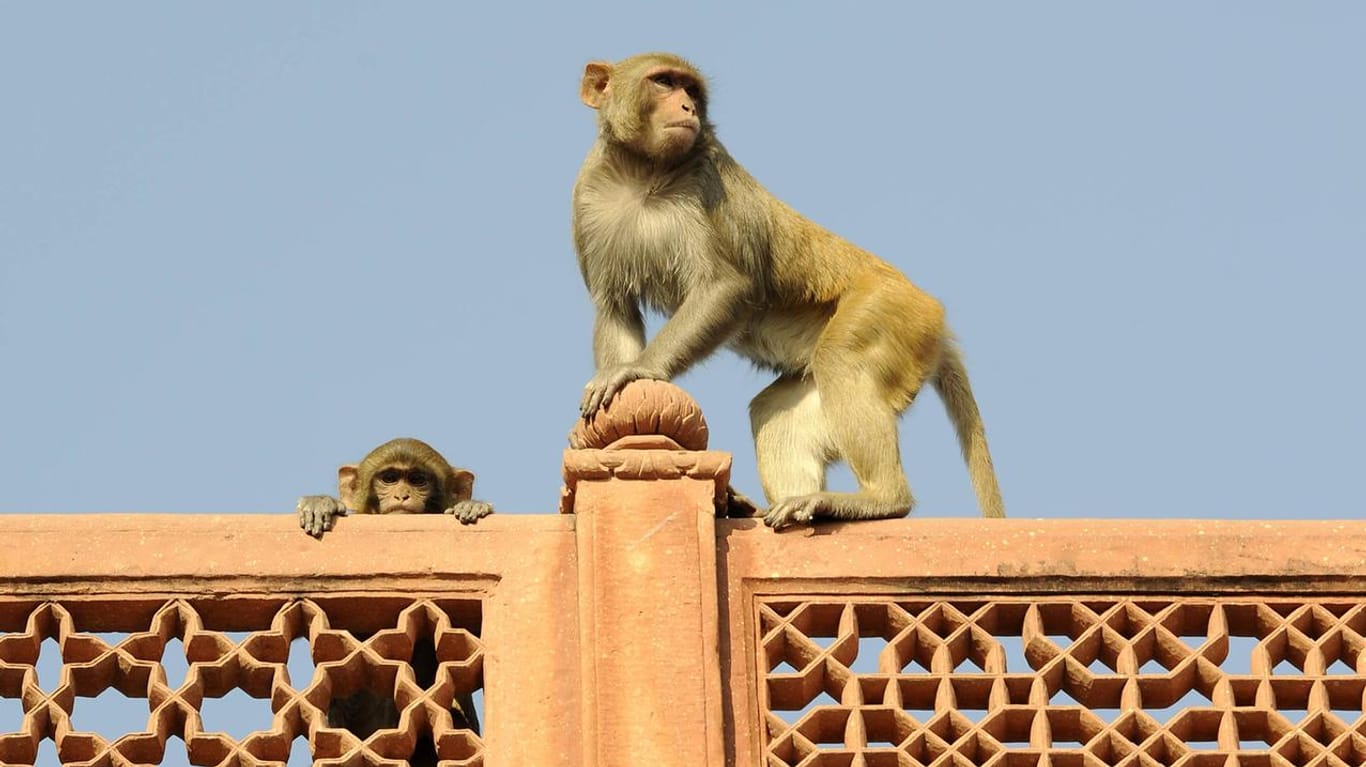 Von Hindus verehrt: Die Affen in der Taj-Mahal-Stadt Agra.