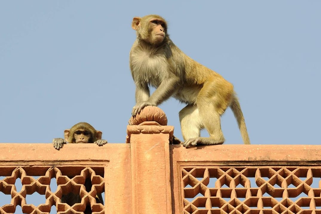 Von Hindus verehrt: Die Affen in der Taj-Mahal-Stadt Agra.