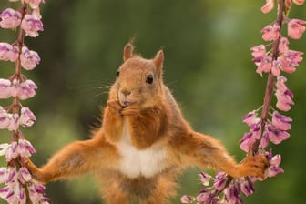 Dieses Eichhörnchen übt Spagat. Es sieht zumindest so aus.
