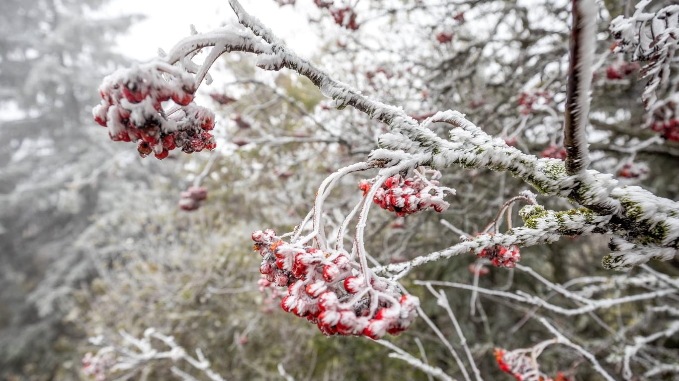 Raureif an Bäumen und Büschen: Im Verlauf der Woche kommt es zu Frost und teilweise sogar zu Schnee.