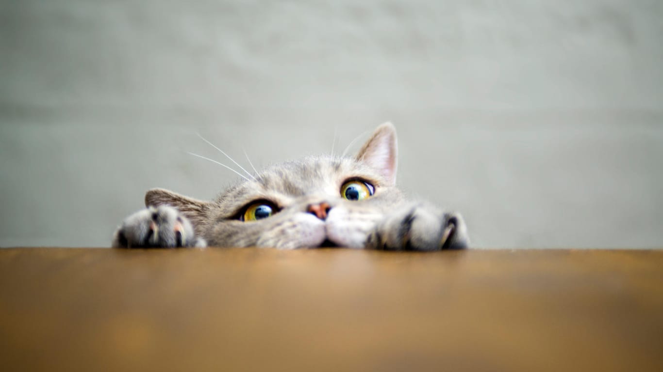 Süße Katze schaut über eine Tischkante.