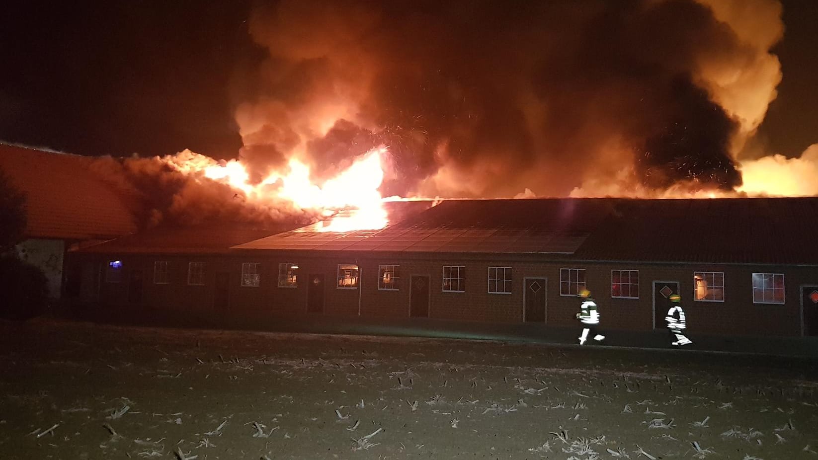 Feuerwehrmänner vor brennendem Stall: Das Feuer ist in einer großen Scheune der Schweinezucht ausgebrochen und hat sich auf vier weitere Ställe ausgebreitet. Feuerwehrmänner vor brennendem Stall: Das Feuer ist in einer großen Scheune der Schweinezucht ausgebrochen und hat sich auf vier weitere Ställe ausgebreitet.