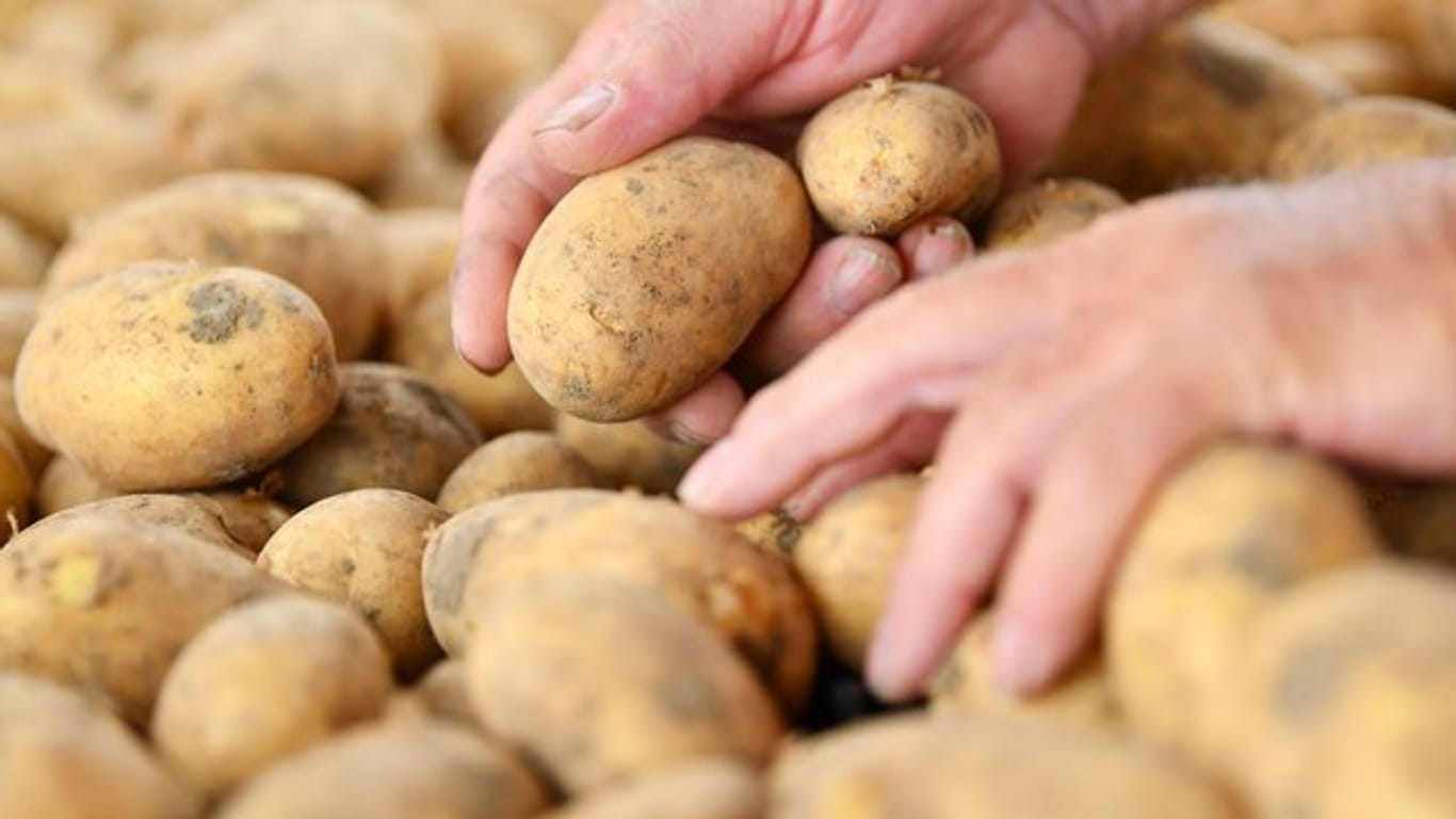 Kartoffeln der Sorte Annabelle: Verbraucher müssen für Kartoffeln mehr bezahlen.