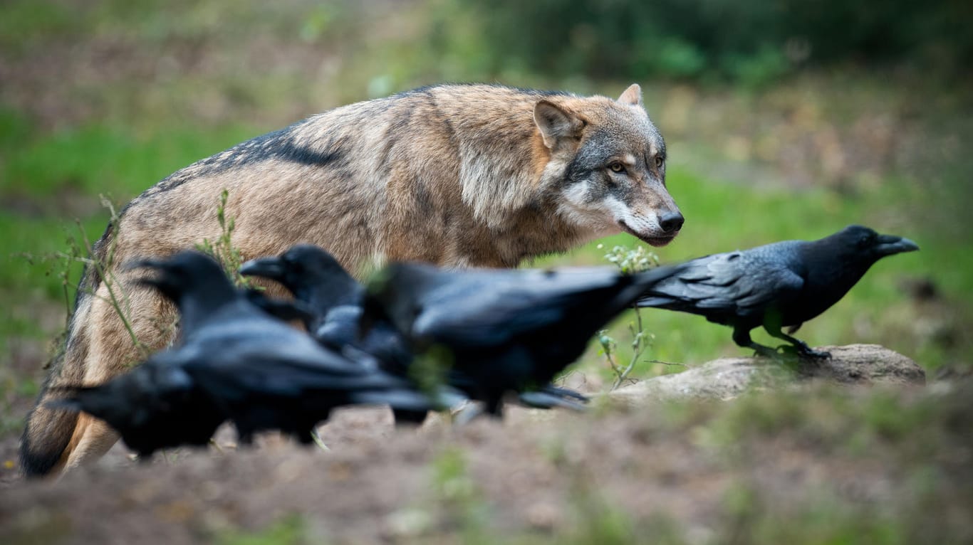 Schäfer sehen diese Tiere nicht so gern: Ein Wolf beobachtet Kolkraben in einem Gehege im Wildpark Schorfheide. (Archivfoto)