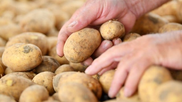 Die Kartoffelpreise um mehr als die Hälfte gestiegen.