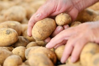 Die Kartoffelpreise um mehr als die Hälfte gestiegen.