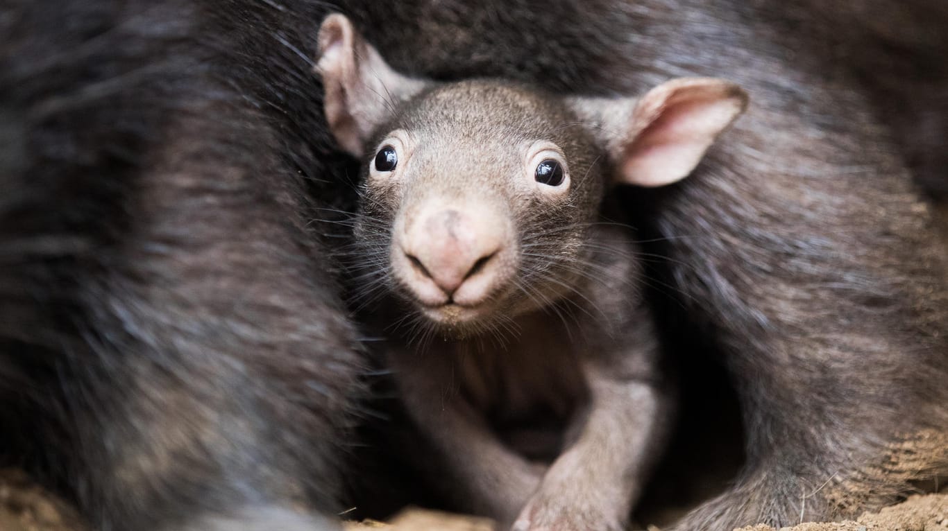 Ein kleiner Wombat schaut aus dem Beutel seiner Mutter: Über den Geruch des Kots erkennen Wombats, wem welches Revier gehört. (Archivbild)