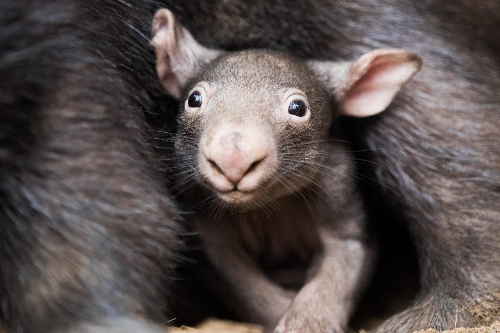 Ein kleiner Wombat schaut aus dem Beutel seiner Mutter: Über den Geruch des Kots erkennen Wombats, wem welches Revier gehört. (Archivbild)