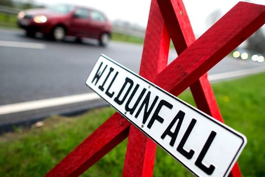 In der Jagdsaison kommt es besonders häufig zu Wildunfällen.