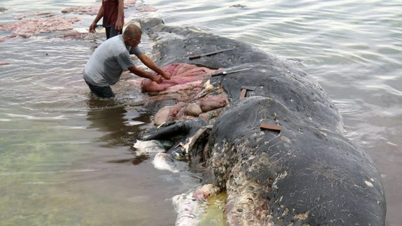 Fischer stehen auf der Insel Sulawesi in Indonesien an einem toten Wal.