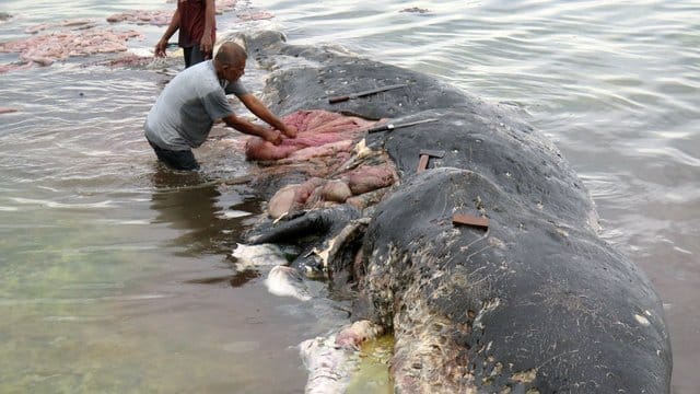 Fischer stehen auf der Insel Sulawesi in Indonesien an einem toten Wal. Fischer stehen auf der Insel Sulawesi in Indonesien an einem toten Wal.