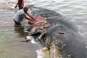 Fischer stehen auf der Insel Sulawesi in Indonesien an einem toten Wal.