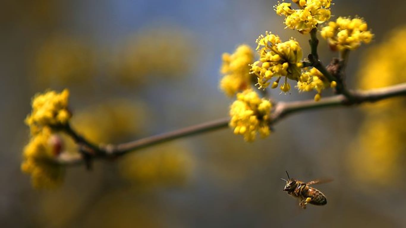 Ab Februar versorgt die Japanische Kornelkirsche Bienen mit Nektar und Pollen.