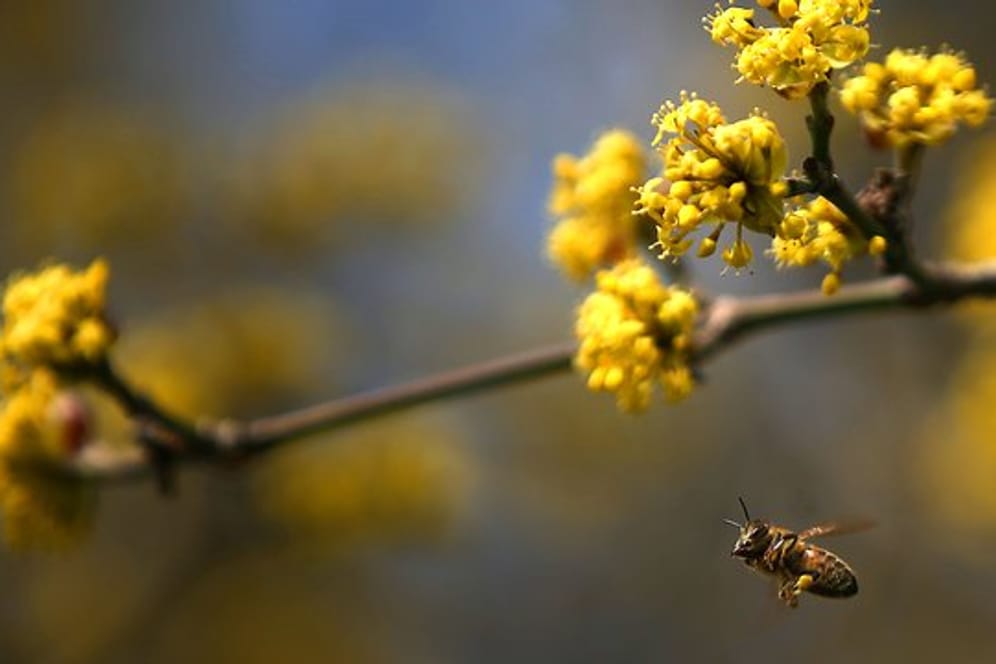 Ab Februar versorgt die Japanische Kornelkirsche Bienen mit Nektar und Pollen.