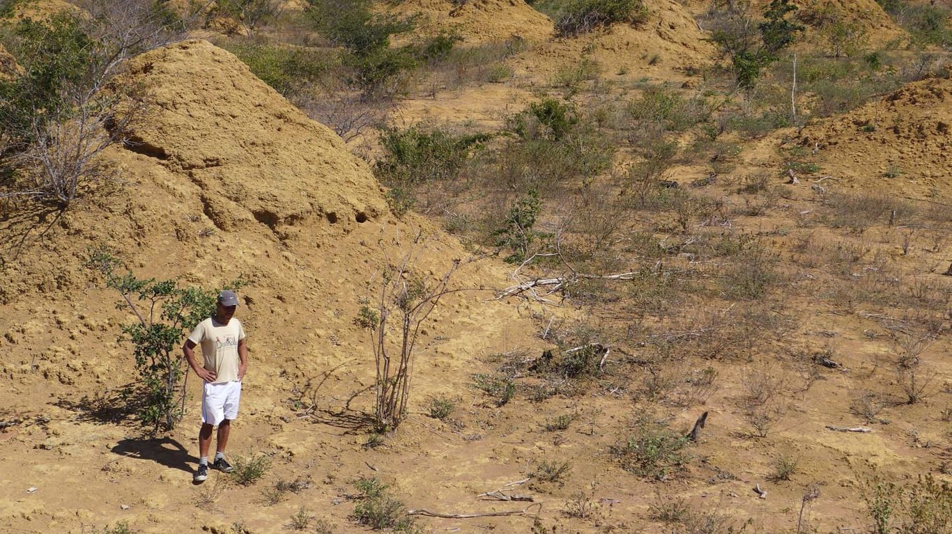 Ein Mann steht an Abraumhalden in Brasilien: Das Gebiet liegt versteckt im Buschwerk der Caatinga-Landschaft und wird von Termiten bewohnt.