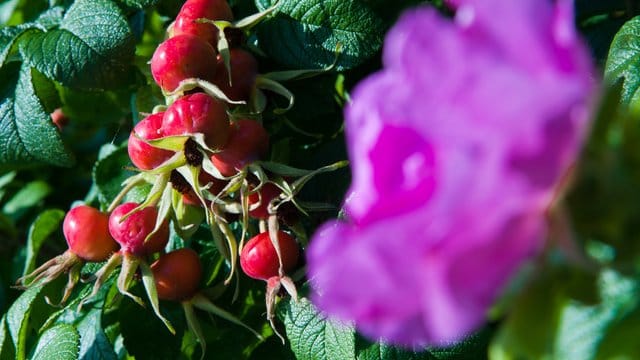 Die Kartoffelrose ist vielseitig: Sie blüht schön und bildet hübsche rote Hagebutten.