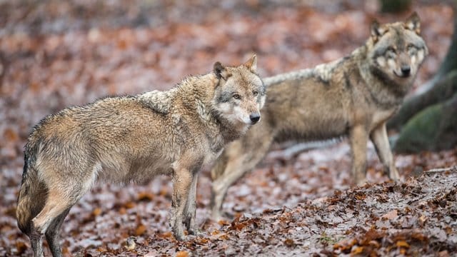 Wölfe: Erstmals wurde auch ein Wolfsrudel in Bayern beobachtet.