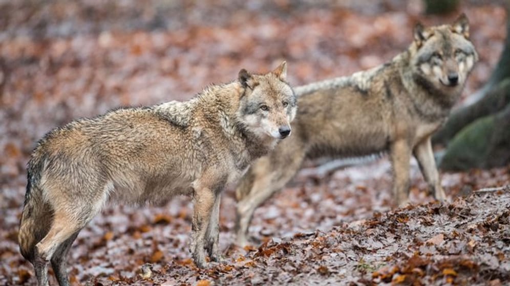 Wölfe: Erstmals wurde auch ein Wolfsrudel in Bayern beobachtet.