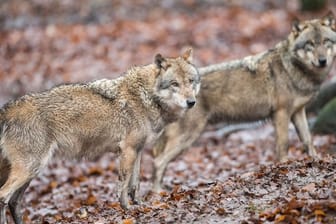 Wölfe: Erstmals wurde auch ein Wolfsrudel in Bayern beobachtet.