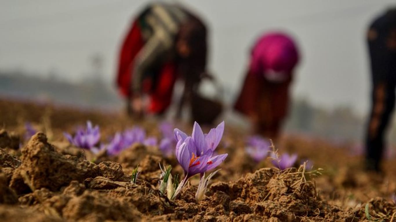 Frauen pflücken auf einem Feld in Indien Safranblüten.