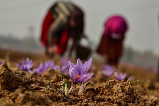 Frauen pflücken auf einem Feld in Indien Safranblüten.
