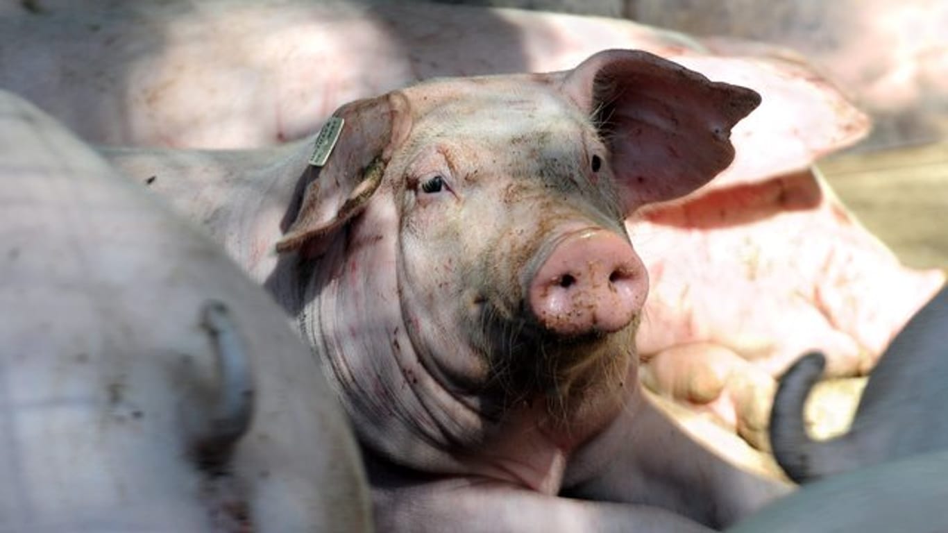 Drei Schweinemast-Betriebe aus Niedersachsen haben möglicherweise von Schadstoffen belastetes Futter erhalten.