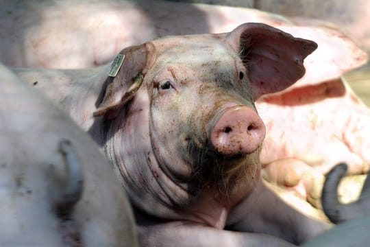 Drei Schweinemast-Betriebe aus Niedersachsen haben möglicherweise von Schadstoffen belastetes Futter erhalten.