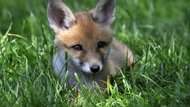 Ein Ausweichmanöver ist laut Gericht nur versichert, wenn der Fahrer abschätzen kann, dass die Kosten dafür niedriger sind als die nach einer Kollision mit dem Fuchs.