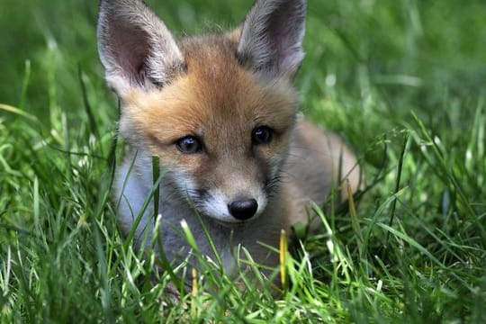 Ein Ausweichmanöver ist laut Gericht nur versichert, wenn der Fahrer abschätzen kann, dass die Kosten dafür niedriger sind als die nach einer Kollision mit dem Fuchs.
