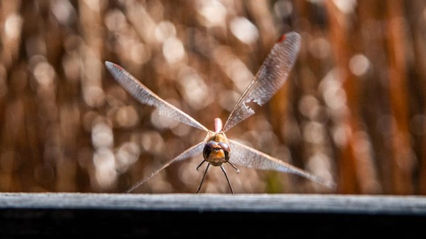 Eine Libelle mit leicht beschädigten Flügen landet auf einem Holzgeländer - immer mehr Insektenarten sterben aus.
