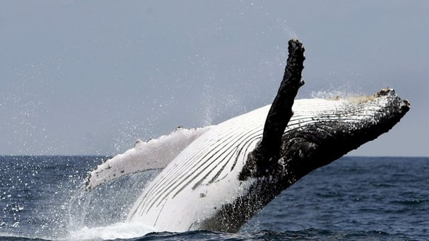 Vor der Küste Ecuadors springt ein Buckelwal aus dem Wasser.