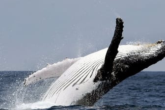 Vor der Küste Ecuadors springt ein Buckelwal aus dem Wasser.
