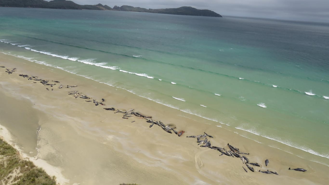 Gestrandete Wale auf Stewart Island: Bis zu 145 Grindwale sind am Wochenende auf der neuseeländischen Insel gestrandet und dabei ums Leben gekommen.