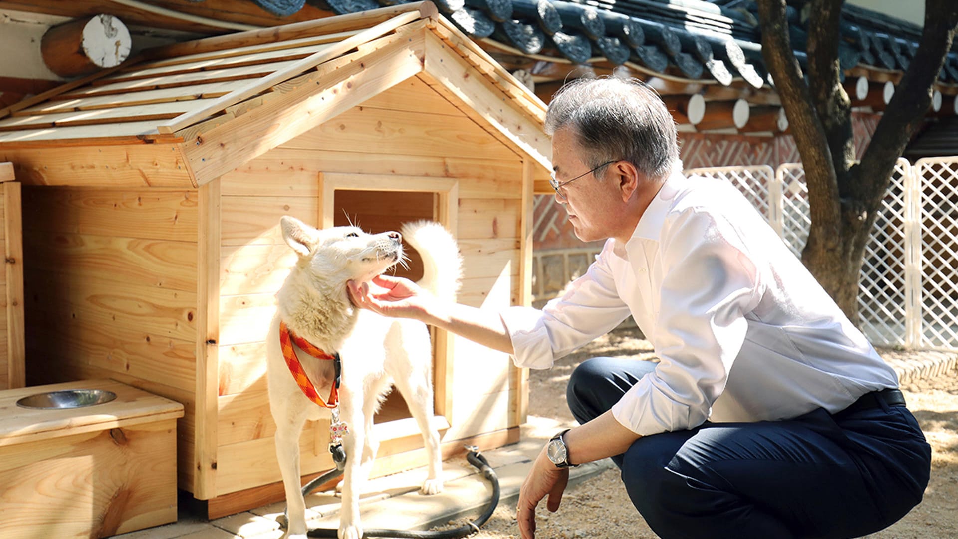 Südkoreas Präsident Moon Jae In streichelt die Hündin Gomi: Als die südkoreanische Regierung die Hunde als Geschenk erhielt, war ihnen noch nicht klar, dass sie bald sechs Hundewelpen zu erwarten haben.