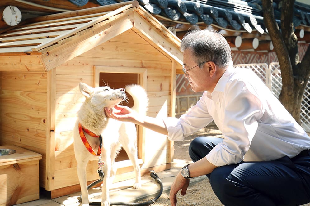 Südkoreas Präsident Moon Jae In streichelt die Hündin Gomi: Als die südkoreanische Regierung die Hunde als Geschenk erhielt, war ihnen noch nicht klar, dass sie bald sechs Hundewelpen zu erwarten haben.