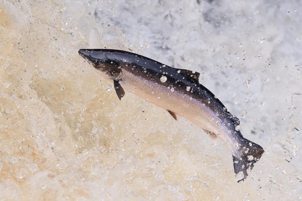 Atlantischer Lachs: Die bedrohte Fischart ist auf unverbaute und saubere Flüsse angewiesen.