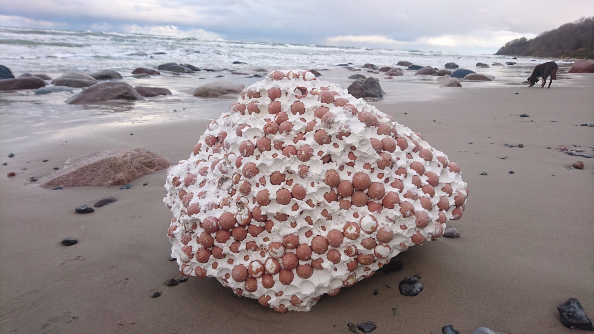 Klumpen am Strand: Dieses an der Küste Rügens angespülte Objekt hat Deutschland tagelang rätseln lassen. Dann stellte es sich als Teil einer riesigen Boje heraus.