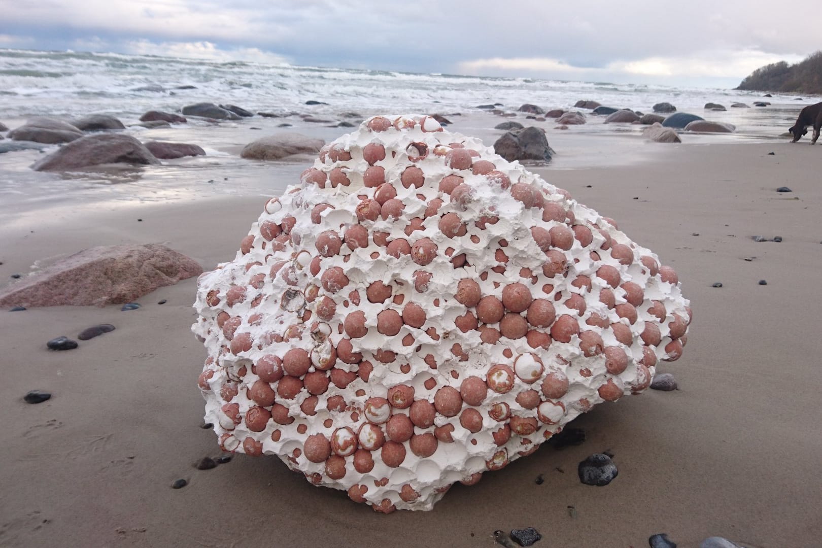 Klumpen am Strand: Dieses an der Küste Rügens angespülte Objekt hat Deutschland tagelang rätseln lassen. Dann stellte es sich als Teil einer riesigen Boje heraus.
