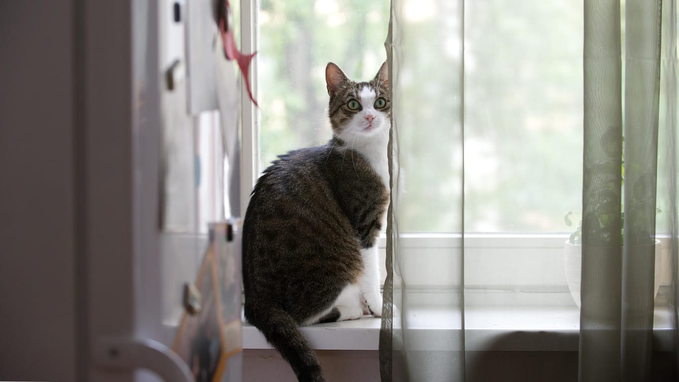 Katze auf einer Fensterbank: Eine Katze weckte die Familie mit lautem Miauen. (Symbolbild)