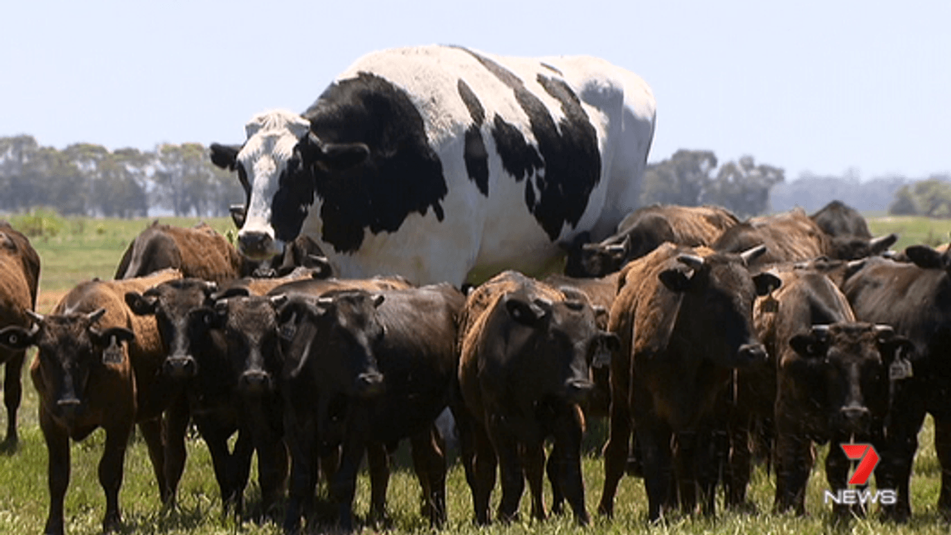 Riesen-Bulle "Knickers" zwischen einer Kuhherde: Das Rind ist zu groß für die Schlachter.