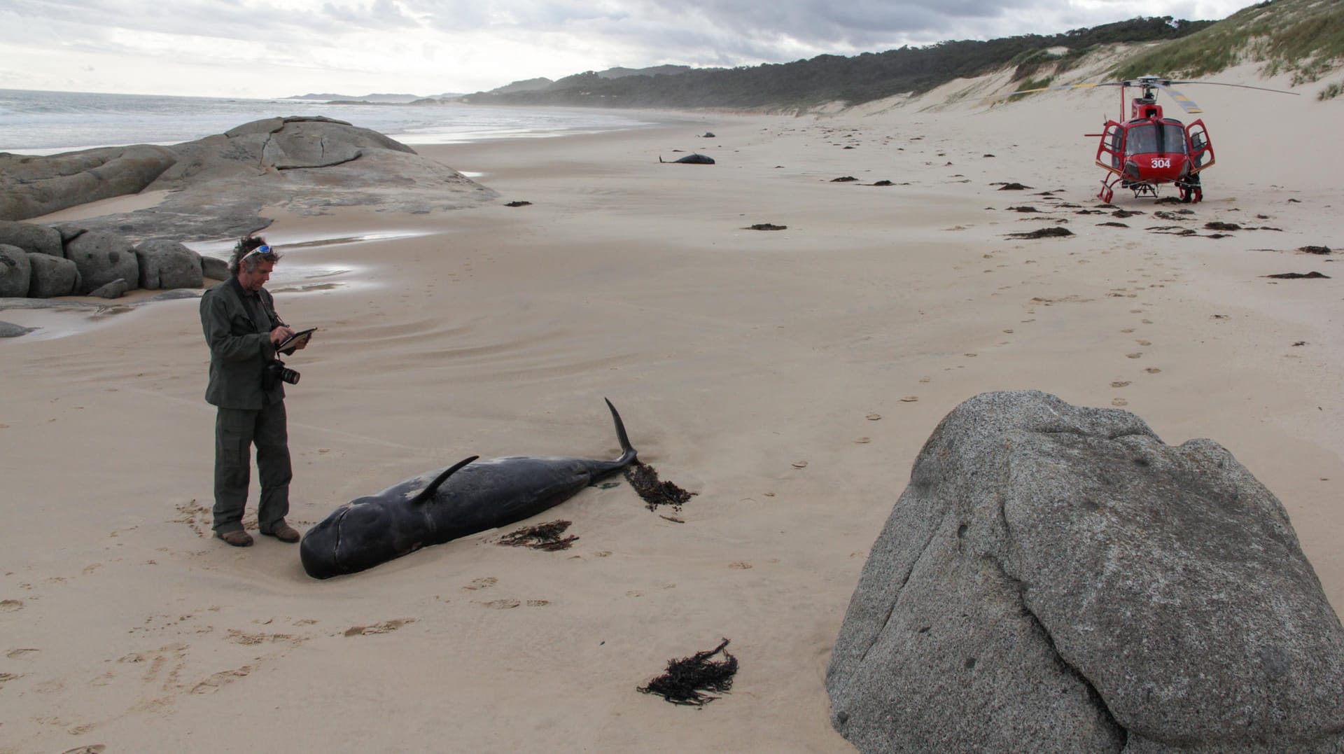 Gestrandeter Wal an einem Strand im Croajingolong Nationalpark: Immer wieder stranden Wale und verenden. Die Gründe sind nur schwer zu bestimmen.