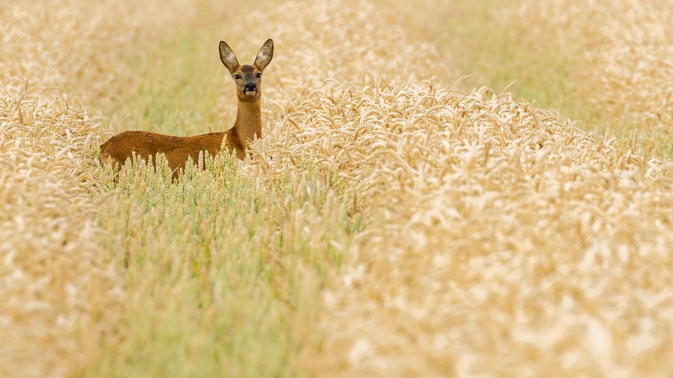 Reh im Getreidefeld: Besonders zur Dämmerung ist das Tier auf Wiesen und Feldern zu sehen.