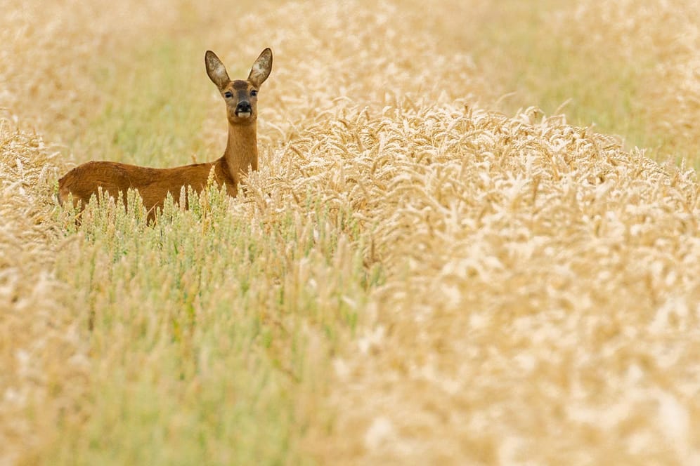 Reh im Getreidefeld: Besonders zur Dämmerung ist das Tier auf Wiesen und Feldern zu sehen.